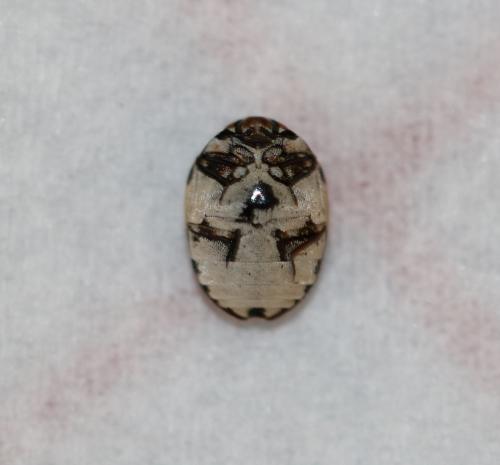 Anthrenus pimpinellae